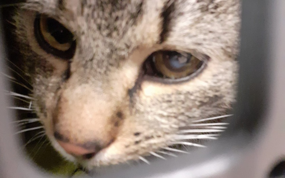 
        Zbiórka Nowe życie Zyzia - zdjęcie główne
    