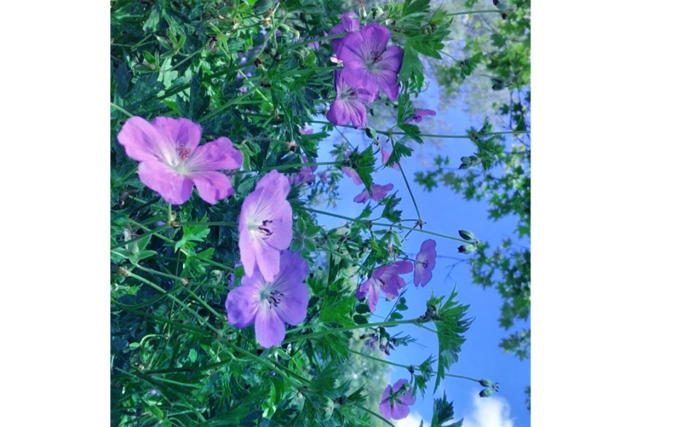 
        Zbiórka ku marzeniom - zdjęcie główne
    