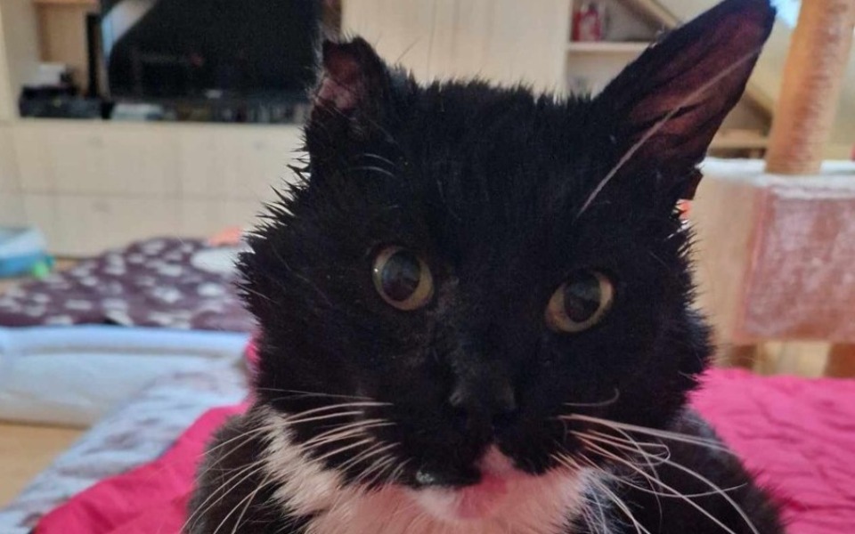 Zbiórka Operacja ząbków Gumisia - zdjęcie główne