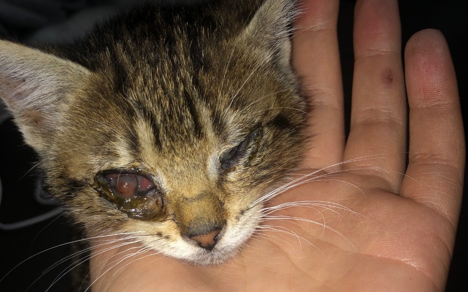 
        Zbiórka Dalsze leczenie znajdki - zdjęcie główne
    