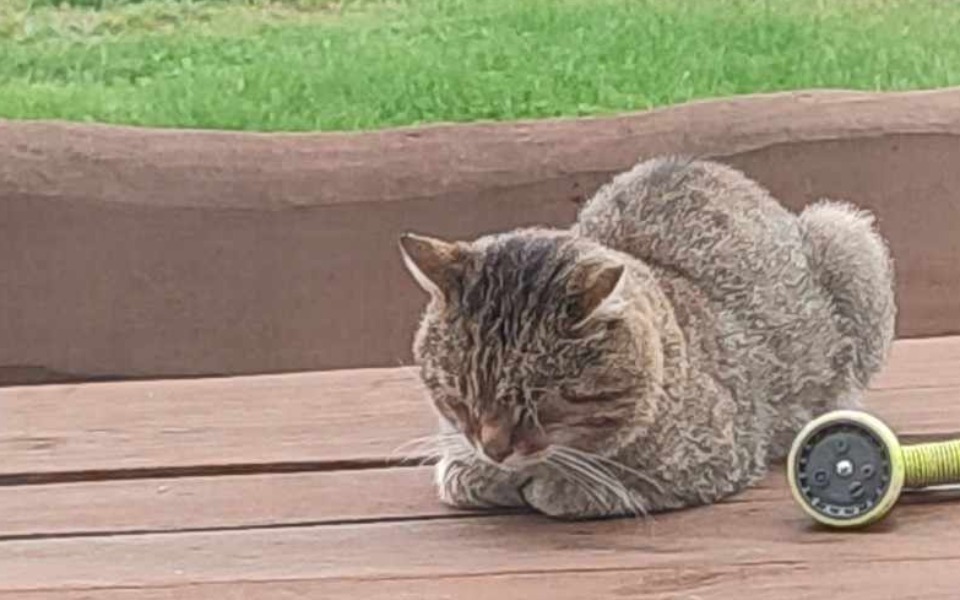 Zbiórka Stefan zbiera na leczenie - zdjęcie główne