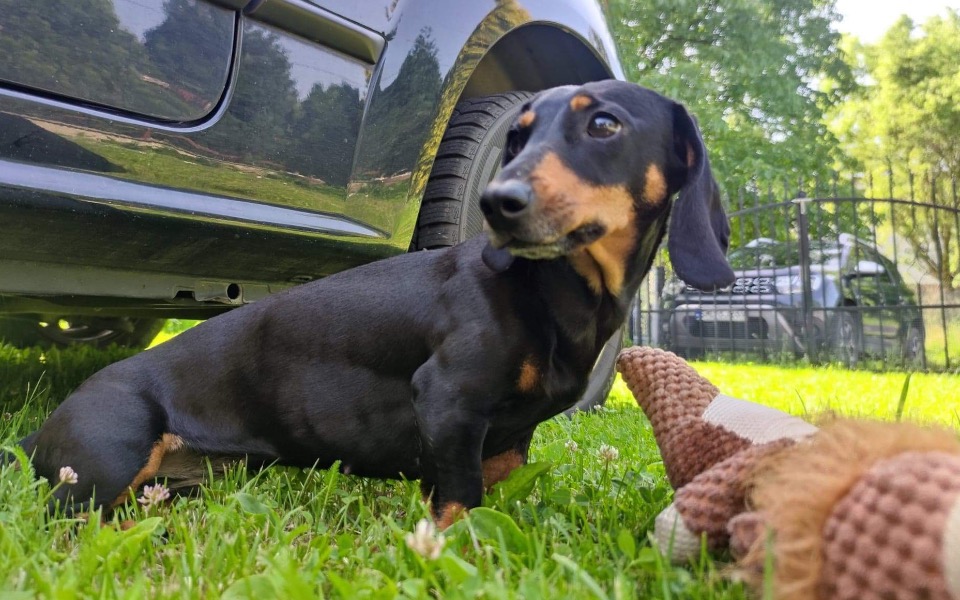
        Zbiórka Pomóż uratować moje życie. - zdjęcie główne
    