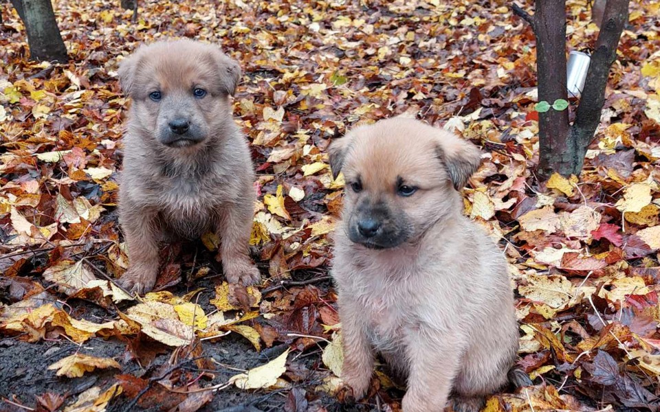 
        Zbiórka szczeniaki z S7 - zdjęcie główne
    