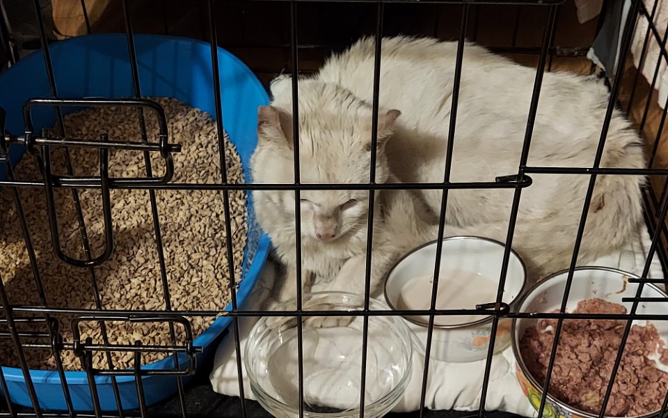 
        Zbiórka Klatki i kenele - zdjęcie główne
    