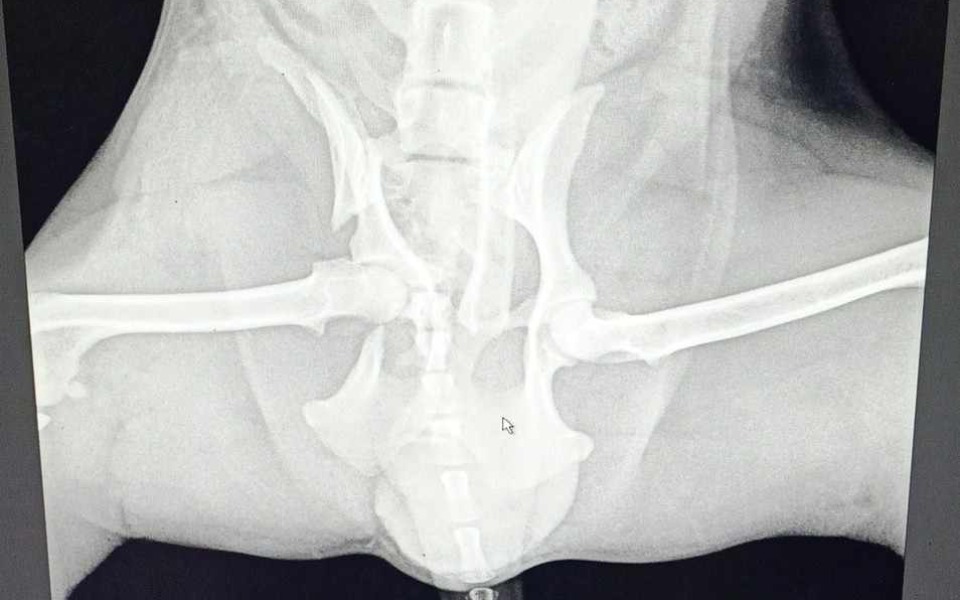 
        Zbiórka Na operacje dla Yorka - zdjęcie główne
    