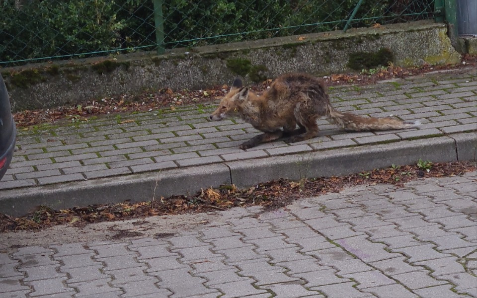 
        Zbiórka Na transport lisa do ośrodka na - zdjęcie główne
    