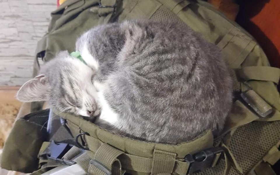 
        Zbiórka Na karmę dla kotów i psów z Ukra - zdjęcie główne
    