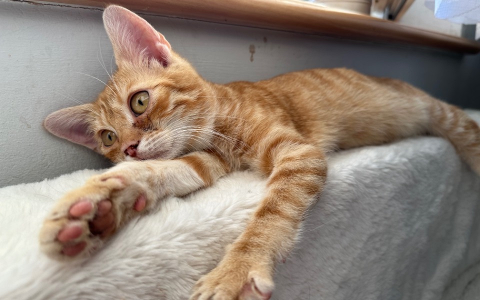 Zbiórka Utrzymanie kociaków - listopad - zdjęcie główne