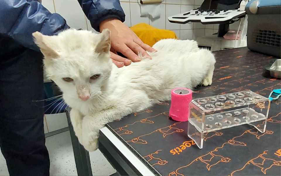 
        Zbiórka Biały Kosteczek prosi o pomoc. - zdjęcie główne
    