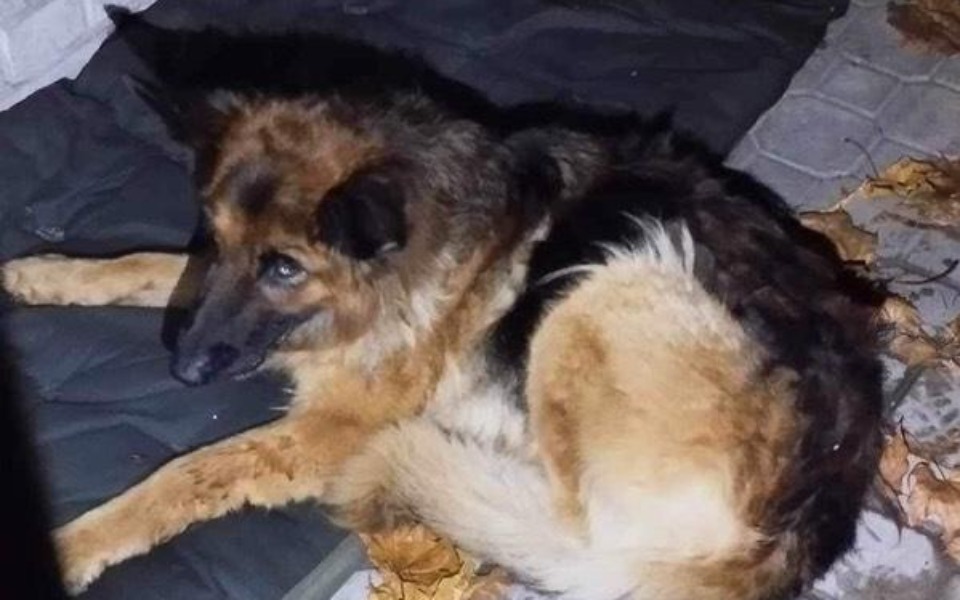 
        Zbiórka Na roczną potrąconą suczkę - zdjęcie główne
    