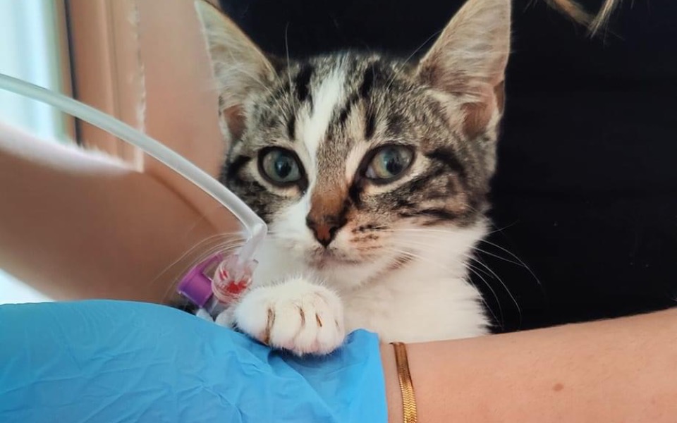 
        Zbiórka Pogrążające wezwanie do zapłaty - zdjęcie główne
    