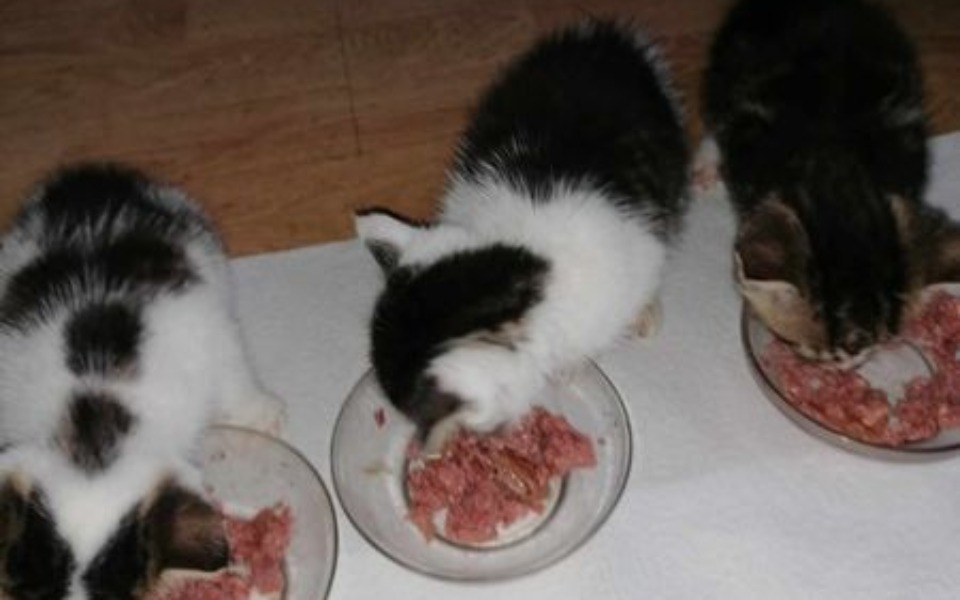 
        Zbiórka Pomoc zwierzętom Stowarzyszenia - zdjęcie główne
    