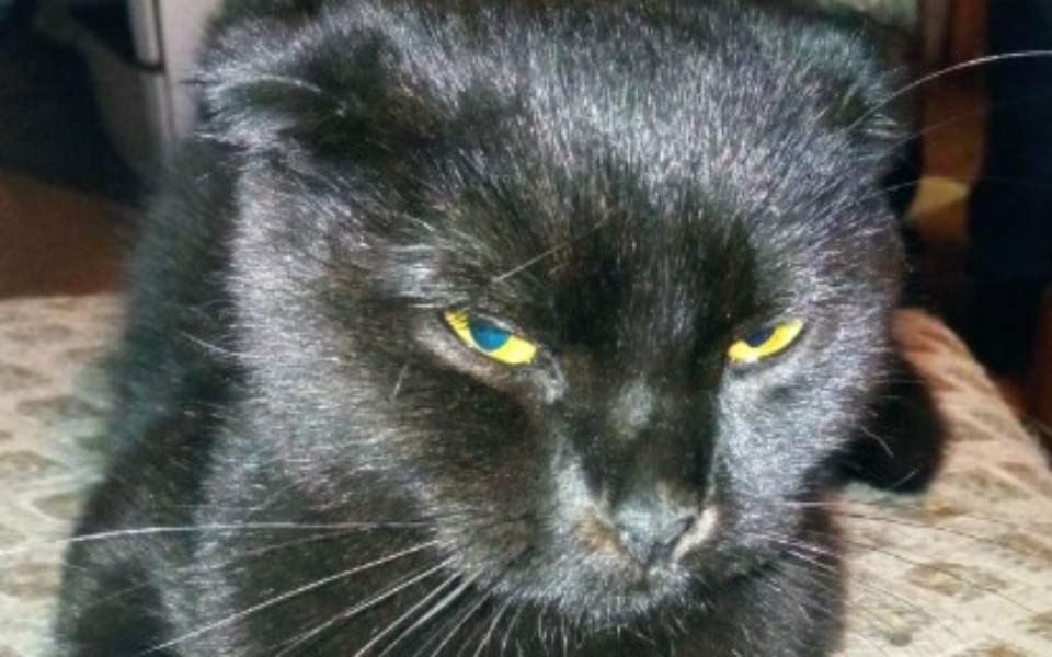 Zbiórka Dżigit walczy o życie - zdjęcie główne