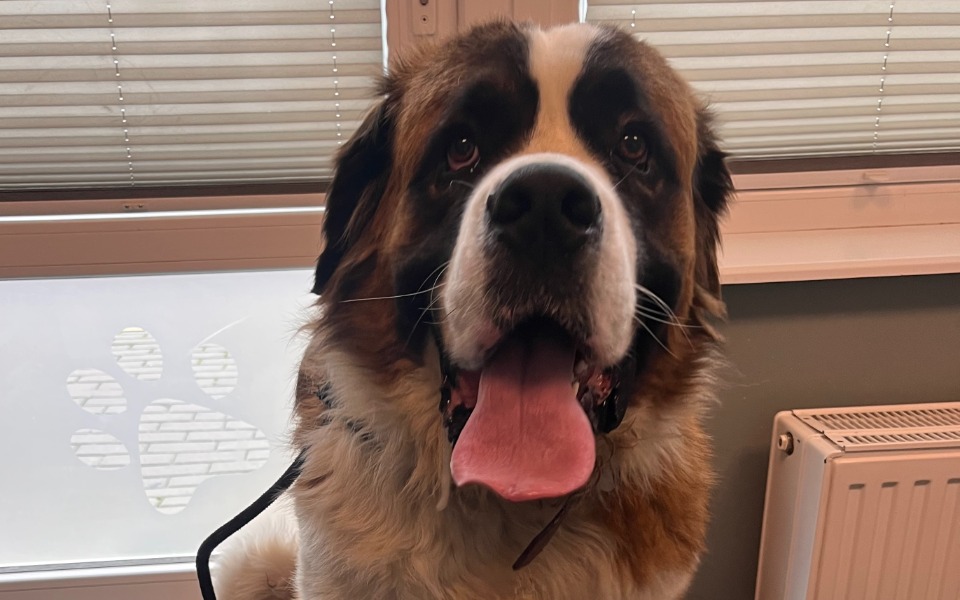 
        Zbiórka Zdrowe biodra i nogi dla Janka - zdjęcie główne
    