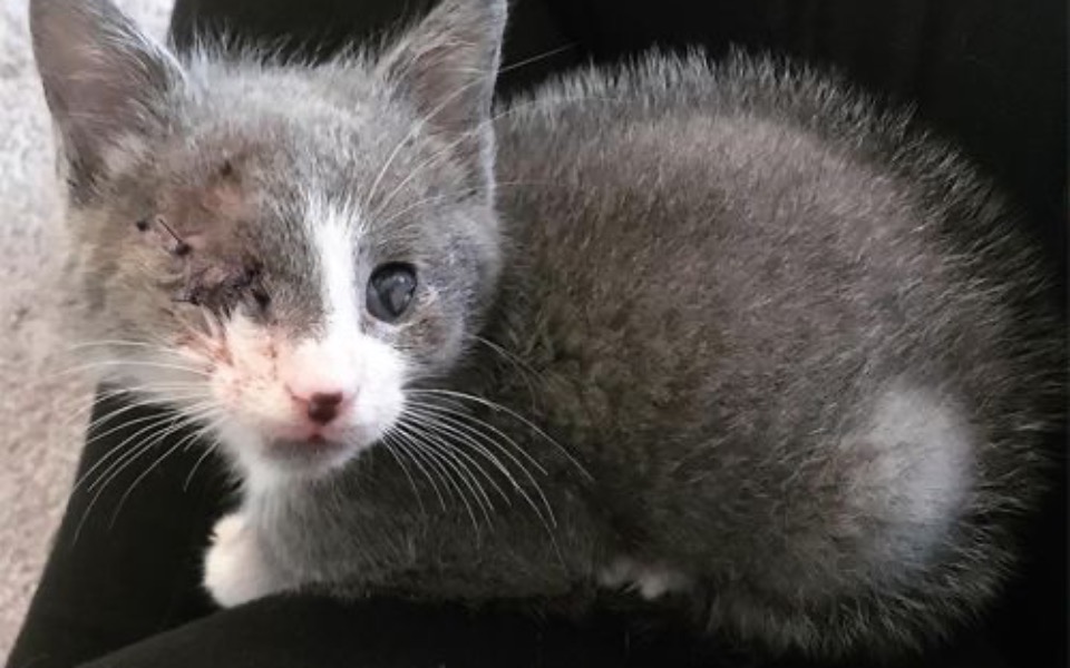 
        Zbiórka Leczenie bezokiego kotka - zdjęcie główne
    