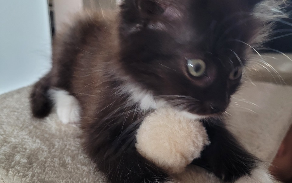 
        Zbiórka Kociaki chcą jeść - zdjęcie główne
    