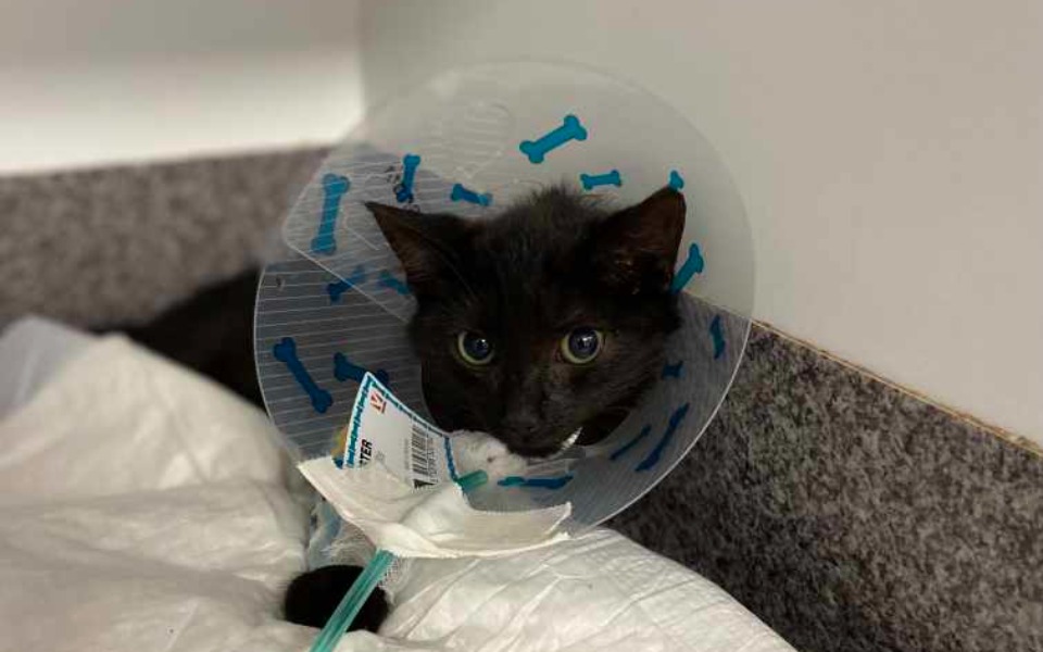 
        Zbiórka Ostatni oddech... - zdjęcie główne
    