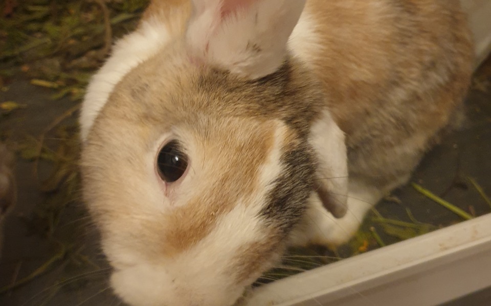 
        Zbiórka SOS - DIPSY - pomoc w leczeniu - zdjęcie główne
    