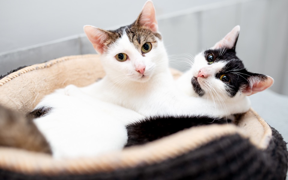 
        Zbiórka Na zabiegi i leki dla kotów - zdjęcie główne
    