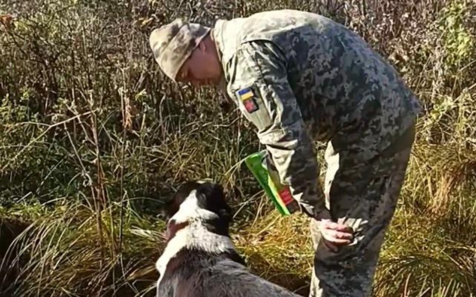 
        Zbiórka Dla frontowych psów i kotów - zdjęcie główne
    