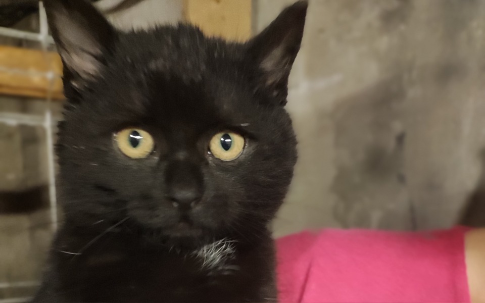 
        Zbiórka Grosia prosi o pomoc - zdjęcie główne
    