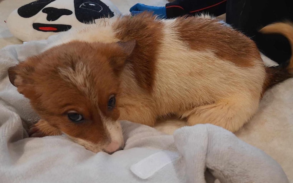 
        Zbiórka Transport 4 szczeniąt z Pawłowa - zdjęcie główne
    