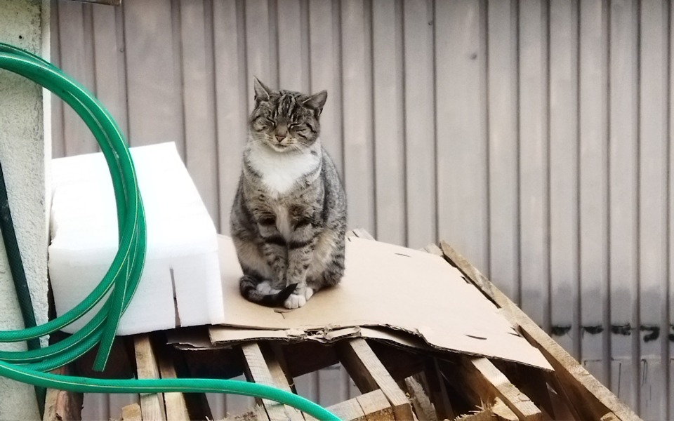 
        Zbiórka Na karme dla Futrzaka - zdjęcie główne
    