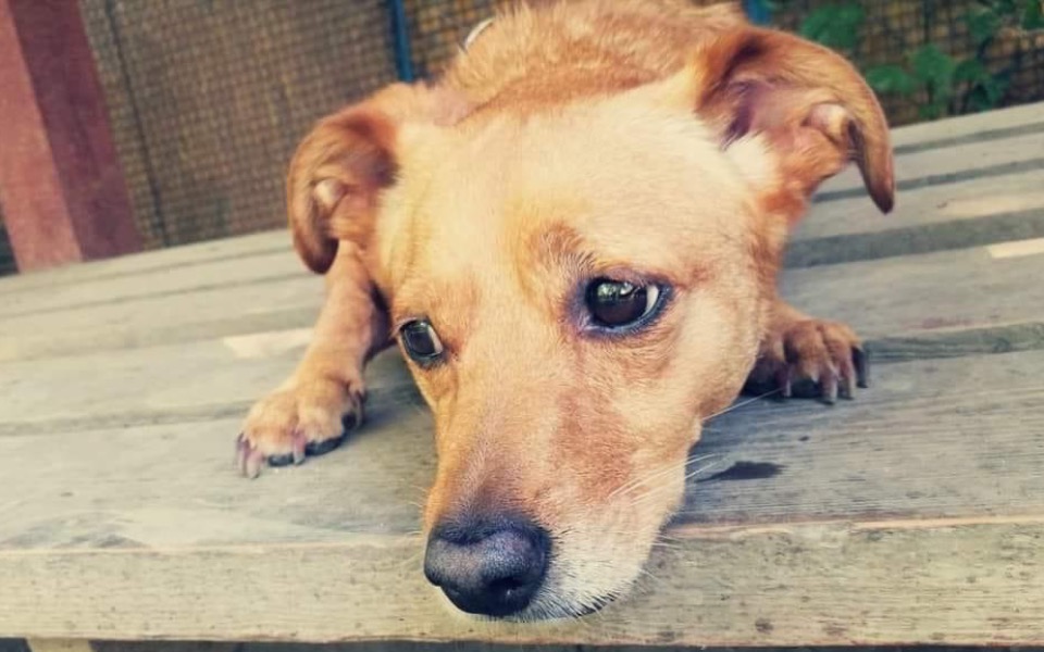 
        Pies z smutnym spojrzeniem, leżący na drewnianej ławie.
    