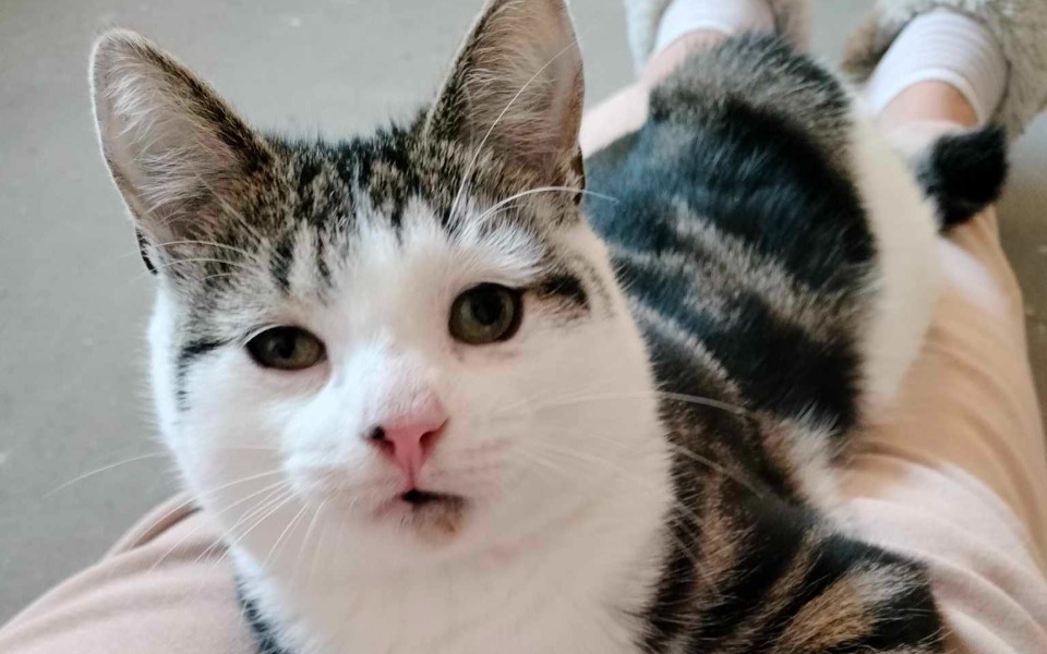 
        Uroczy kot leżący na kolanach, z ciekawym spojrzeniem.
    