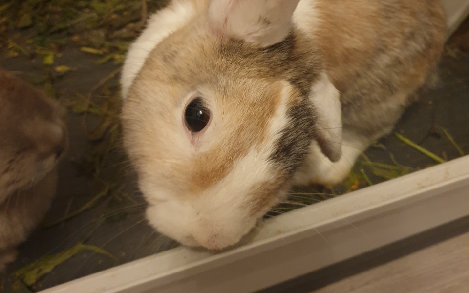 
        Zbiórka Na ratunek Dipsy - zdjęcie główne
    