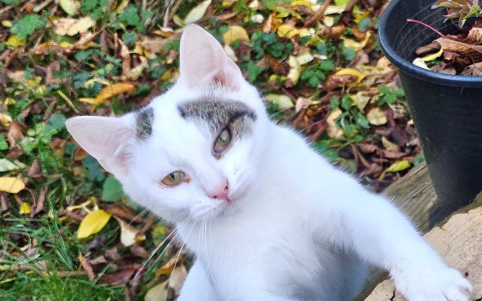 
        Zbiórka Kastracja,karma,leczenie kitków - zdjęcie główne
    