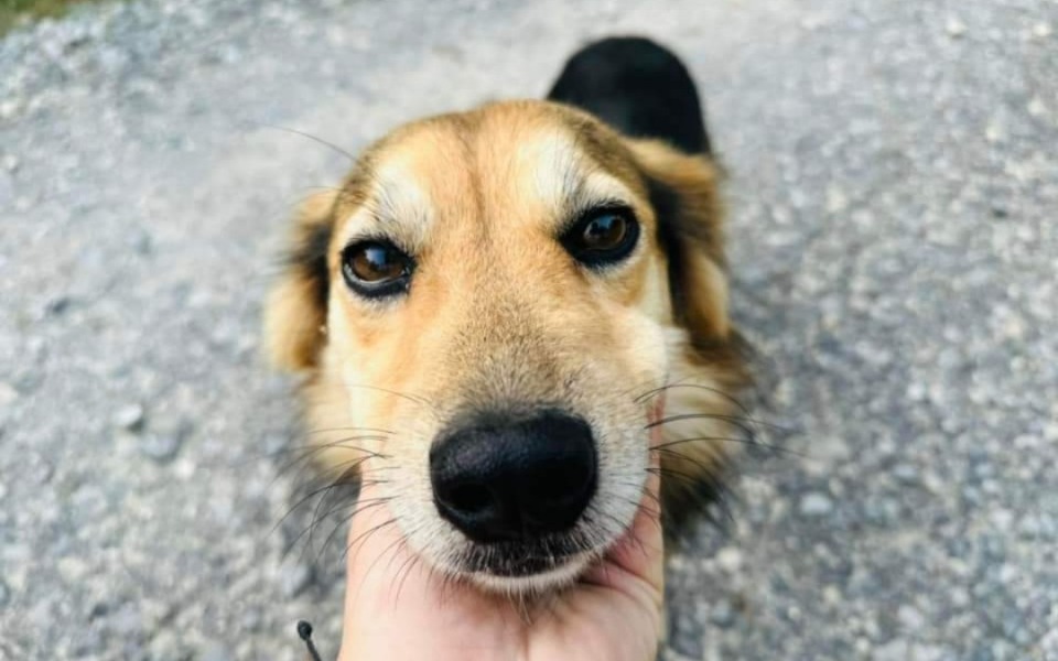 
        Zbiórka Wsparcie Schroniska Czekadełko - zdjęcie główne
    