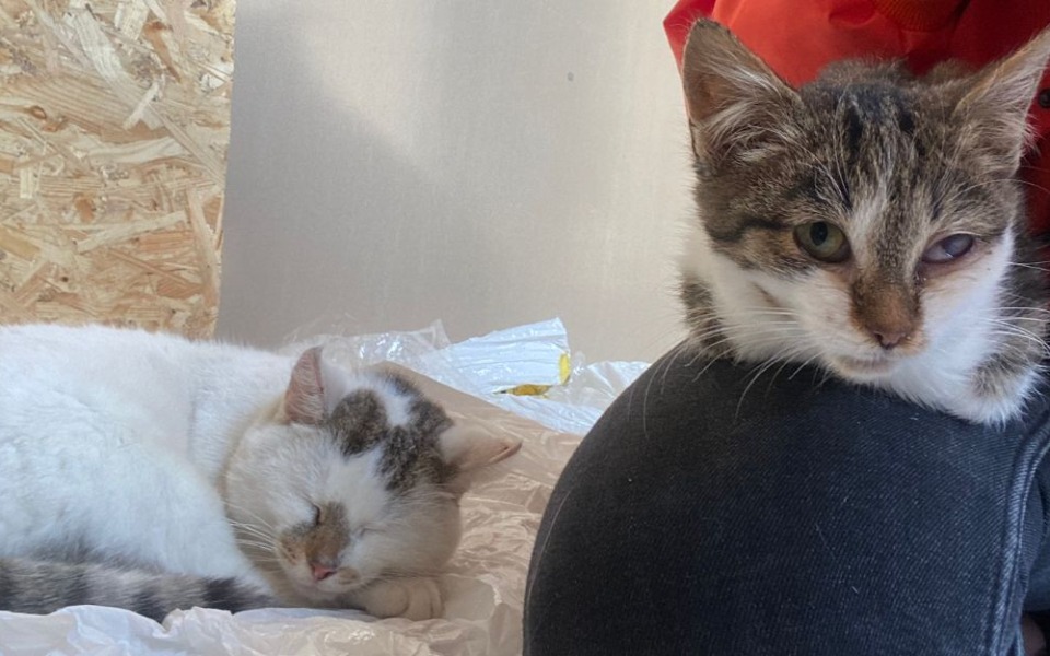 
        Zbiórka Ratujemy kotki z granicy - zdjęcie główne
    