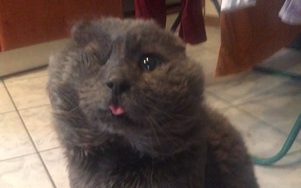 
        Zbiórka Paskud Potrzebuje Pomoc/Leczenie - zdjęcie główne
    