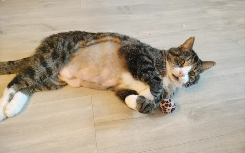 
        Zbiórka Chemioterapia dla Irka - zdjęcie główne
    