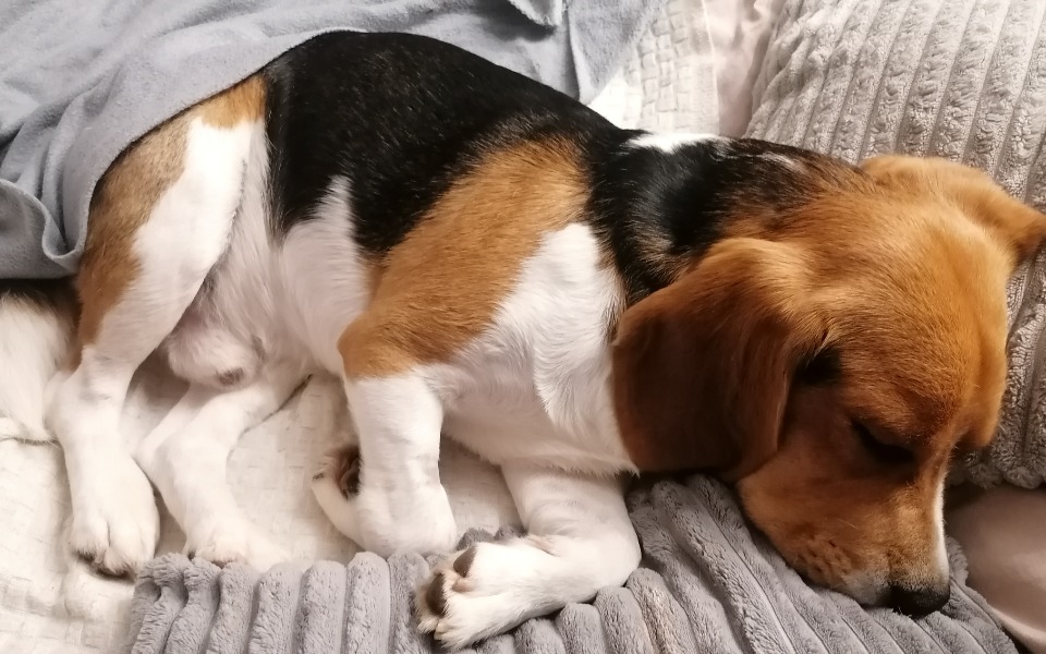 
        Zbiórka Leczenie Snoopka - zdjęcie główne
    