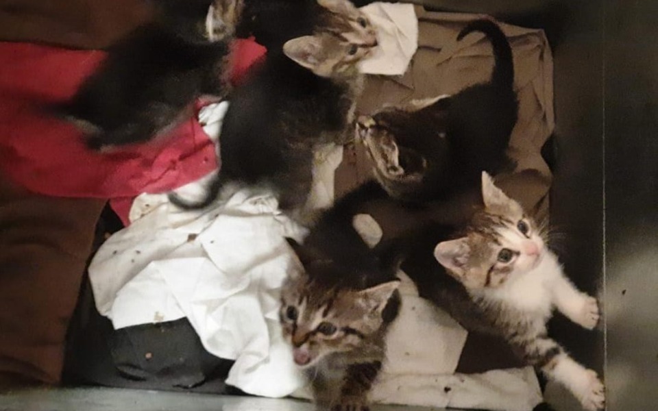 
        Zbiórka Nie pozwolę ci umrzeć z głodu II - zdjęcie główne
    