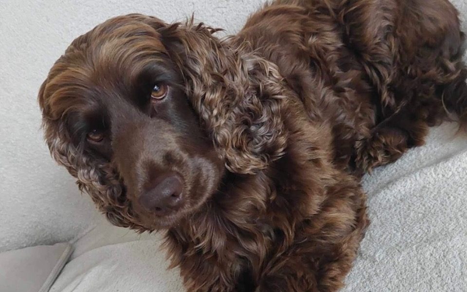 
        Zbiórka Pomóżmy Kolci - zdjęcie główne
    