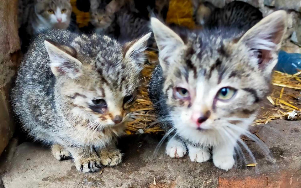 
        Zbiórka Koci katar pomocy 3 maluszki - zdjęcie główne
    