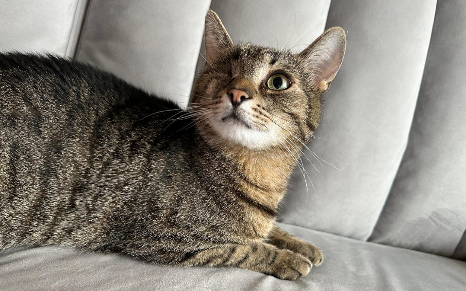 
        Kot leżący na kanapie, z jednym okiem, wpatrujący się w obiektyw.
    