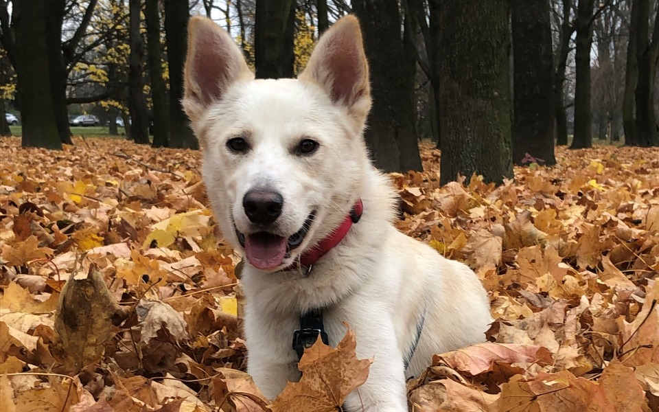 Zbiórka Żeby Shiro mógł żyć - zdjęcie główne