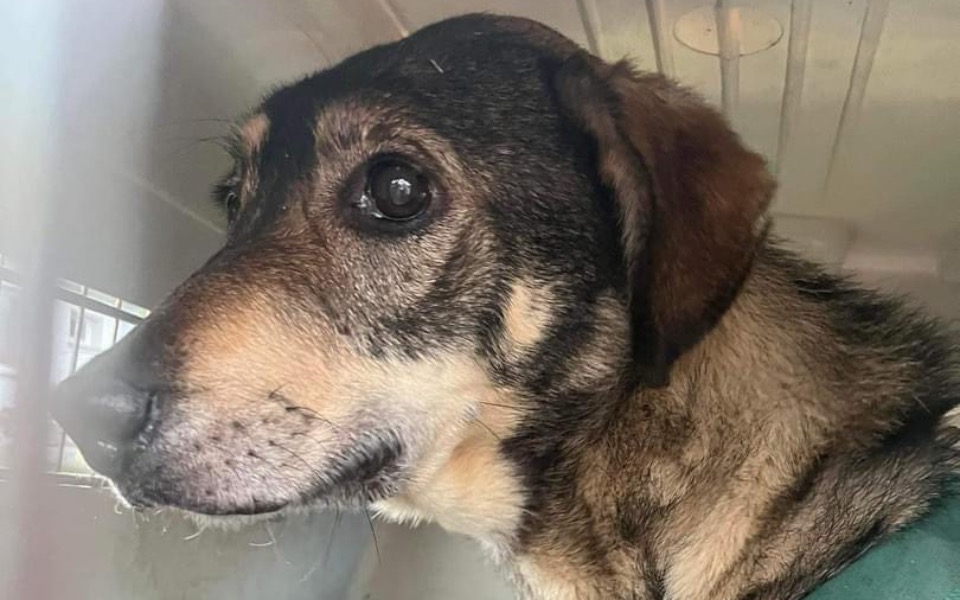 
        Zbiórka Na transport Konsti z Napierek - zdjęcie główne
    