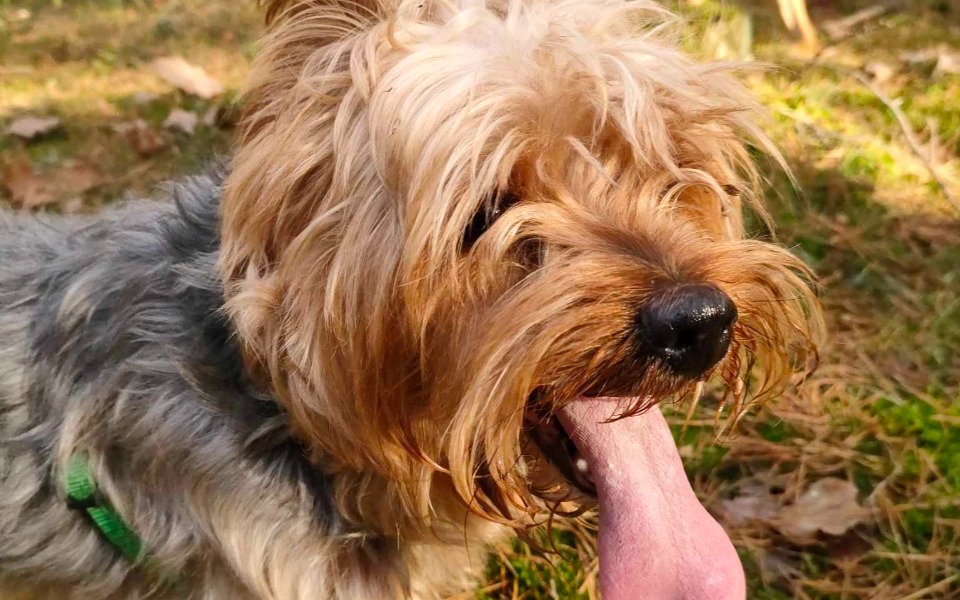 
        Zbiórka Fifi potrzebuje zabiegu - zdjęcie główne
    