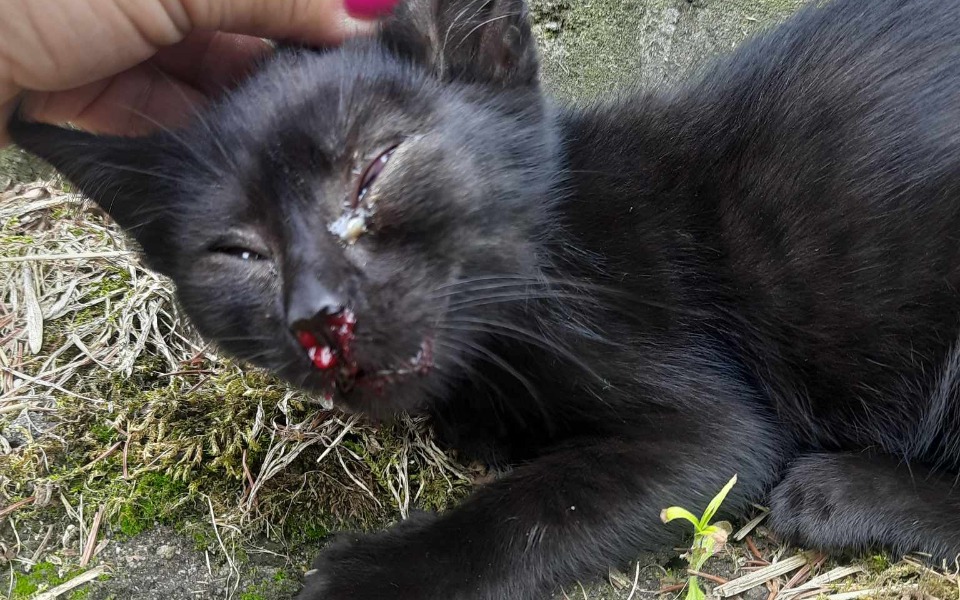 
        Zbiórka Koszt operacji Szczęściary - zdjęcie główne
    