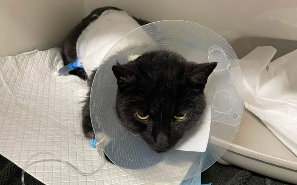 
        Zbiórka Ropopiersie młodego kotka - zdjęcie główne
    