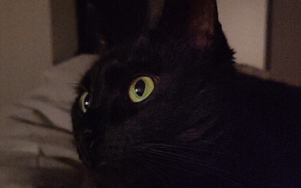 
        Zbiórka Na karmę dla kotów ze schroniska - zdjęcie główne
    