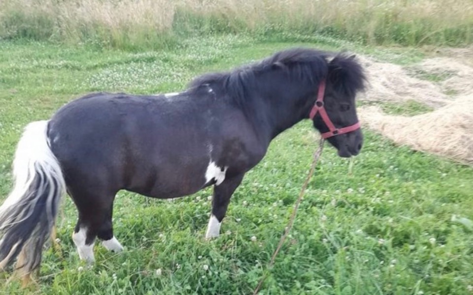 
        Zbiórka Operacja kucyka Rolexa - zdjęcie główne
    