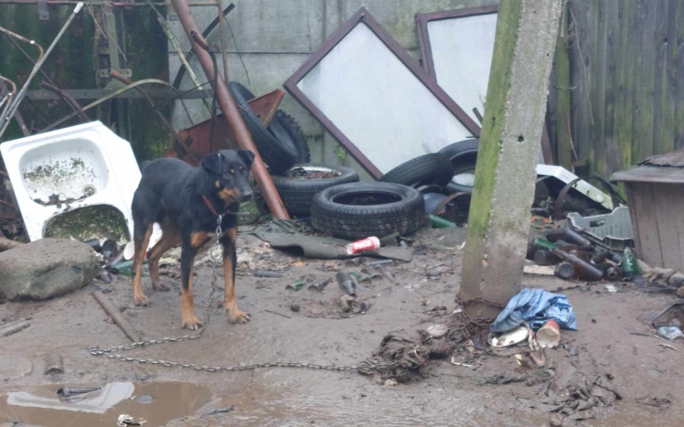 
        Zbiórka Transport i wet dla nich . - zdjęcie główne
    