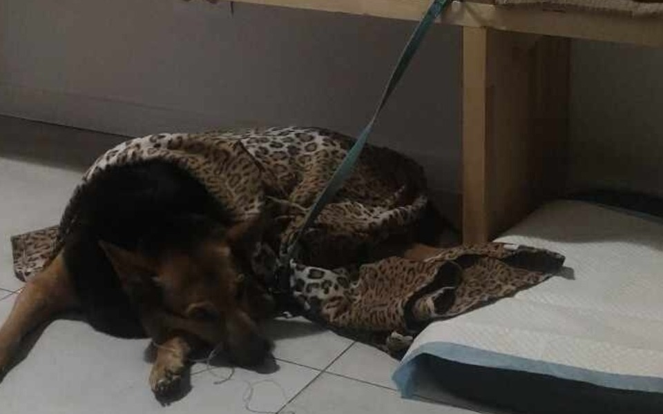 
        Zbiórka Na leczenie naszego Urwisa - zdjęcie główne
    