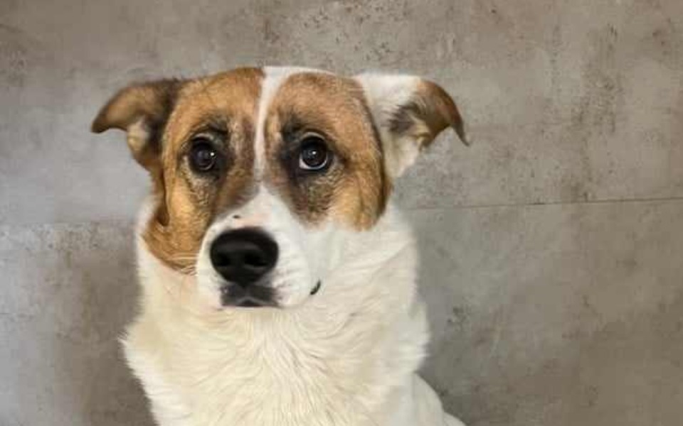 
        Zbiórka Psiak z oberwaną łapką - zdjęcie główne
    